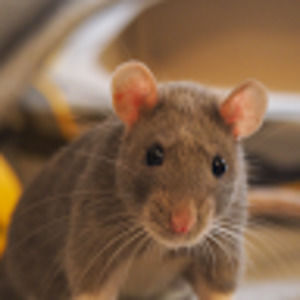 Meet your Posher, Francesca